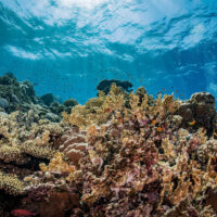 A coral reef in the Red Sea in Egypt, a place where a green fins assessment might occur