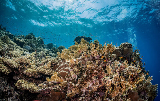A coral reef in the Red Sea in Egypt, a place where a green fins assessment might occur