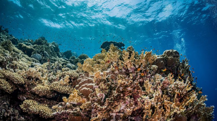 A coral reef in the Red Sea in Egypt, a place where a green fins assessment might occur