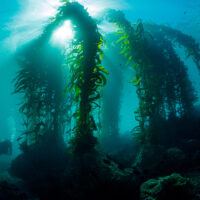 a scuba diver swims through a kelp forest off the coast of California