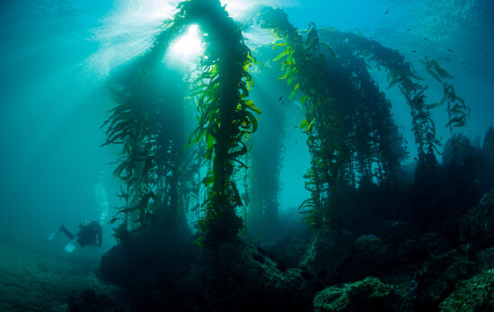 a scuba diver swims through a kelp forest off the coast of California