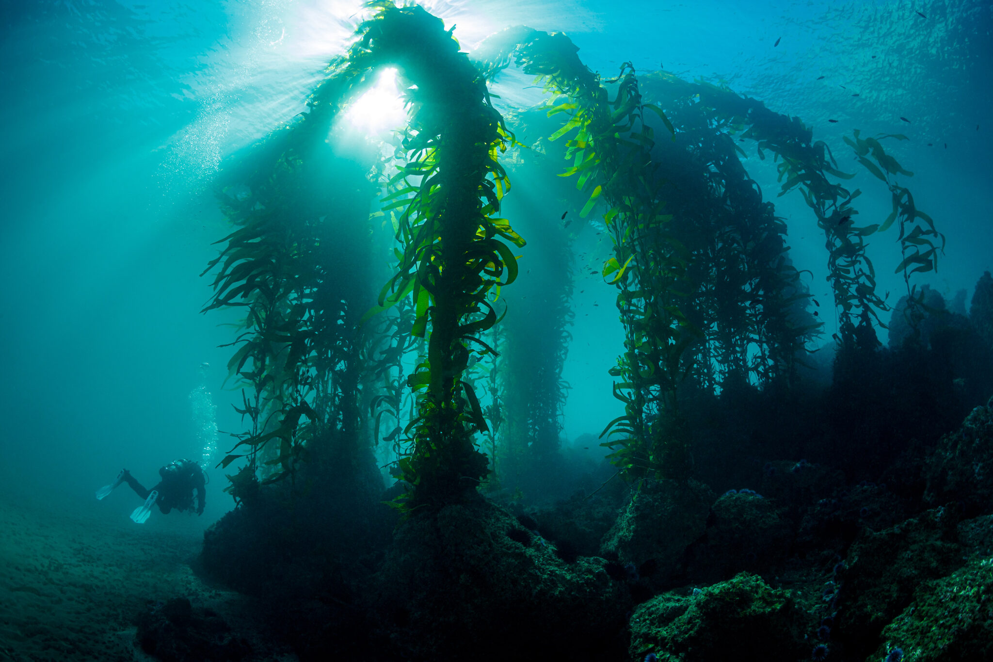 a scuba diver swims through a kelp forest off the coast of California