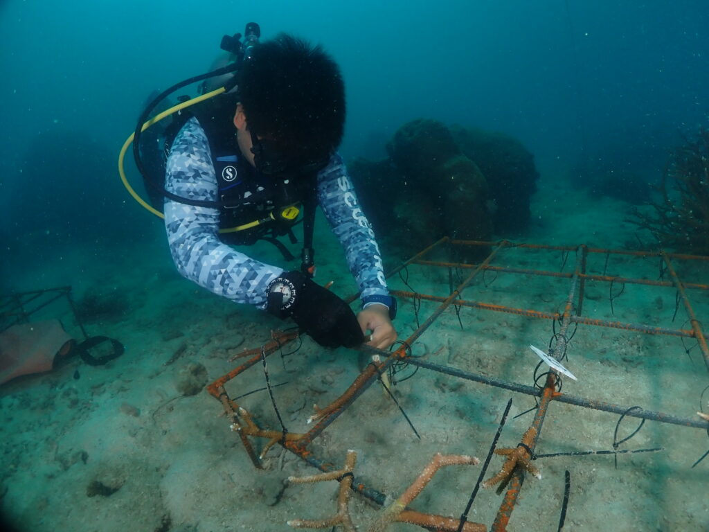 La tripulación de Big Bubble Dive trabaja en el crecimiento de los corales bajo el agua