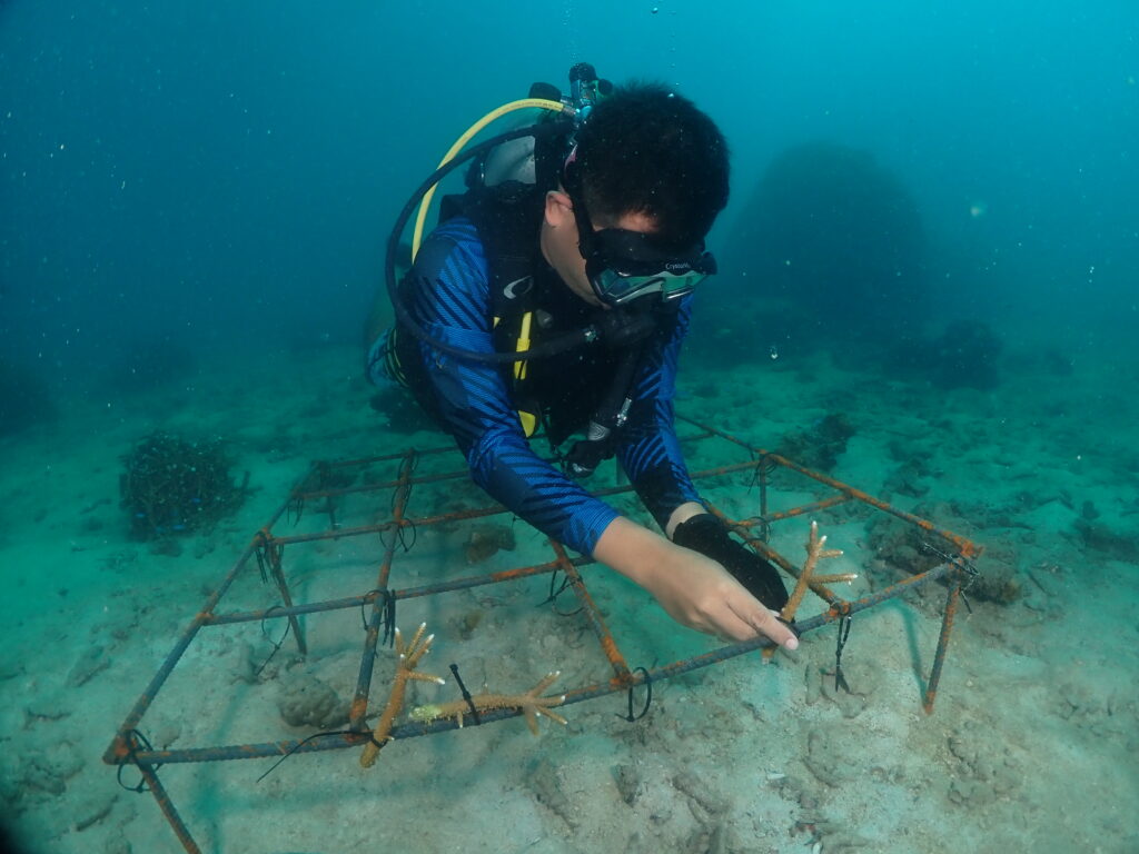빅 버블 다이브 승무원들이 수중에서 산호 성장 작업을 하고 있습니다.