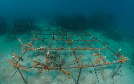 Big Bubble Dive coral restoration project photographed underwater