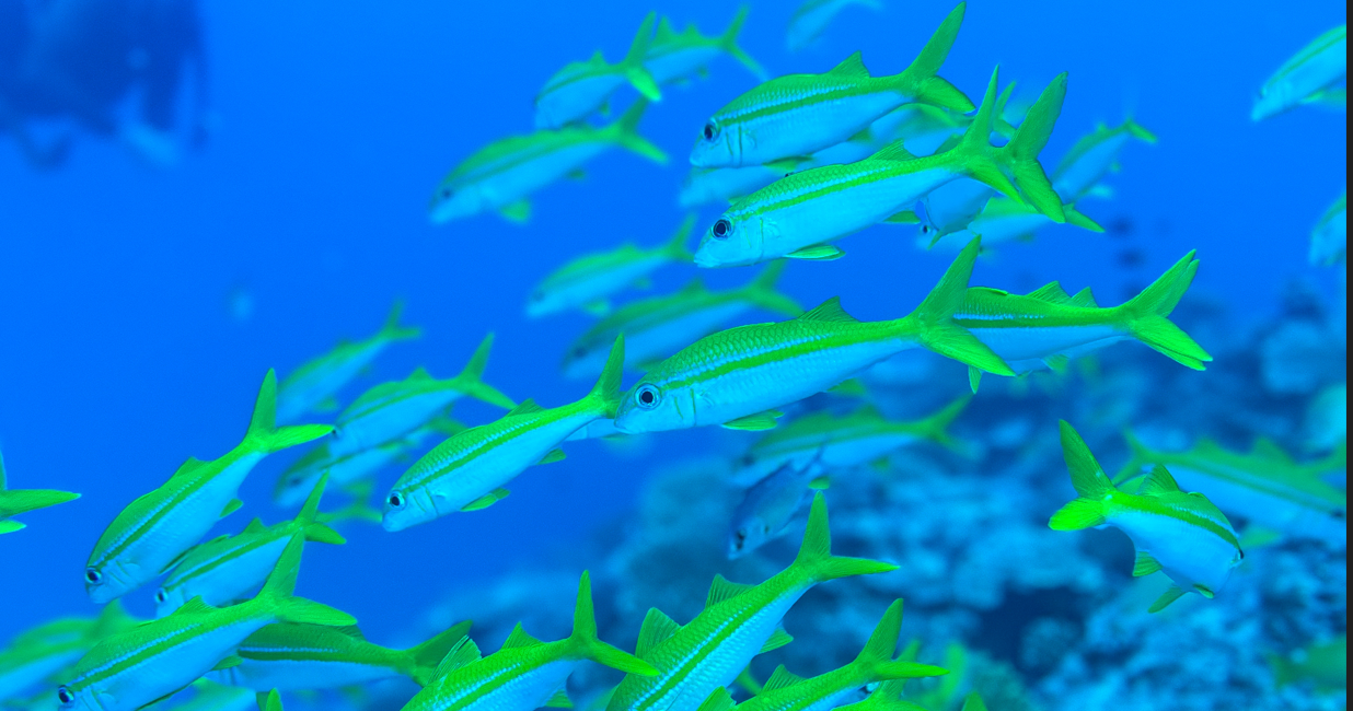 EcoTourism in the Maldives: One Diver’s Experience at a PADI Eco Center