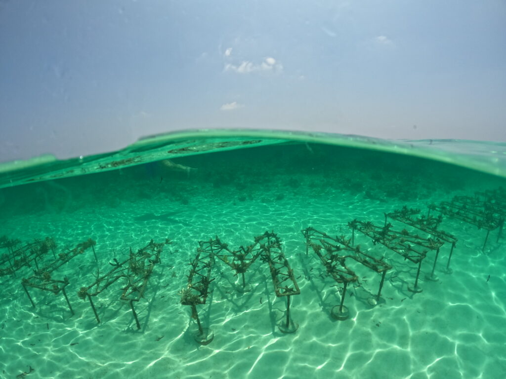 Coral restauration project showing metal frames for corals to grow on