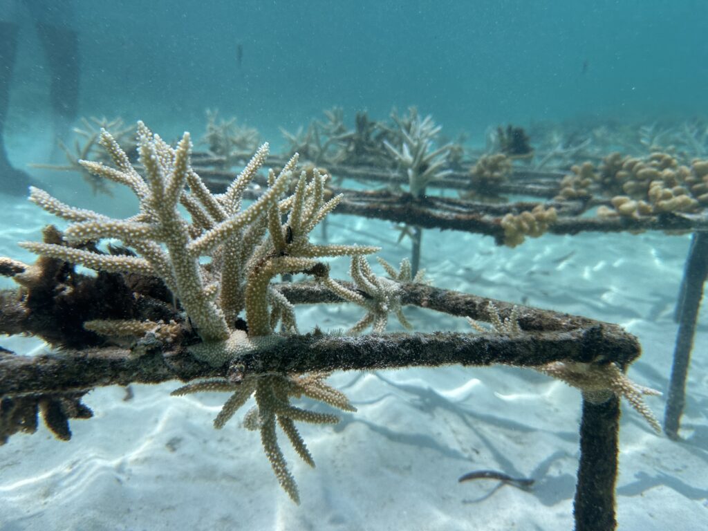 Growing baby corals on the metal structures - part of sustainable and regenerative tourism. 
