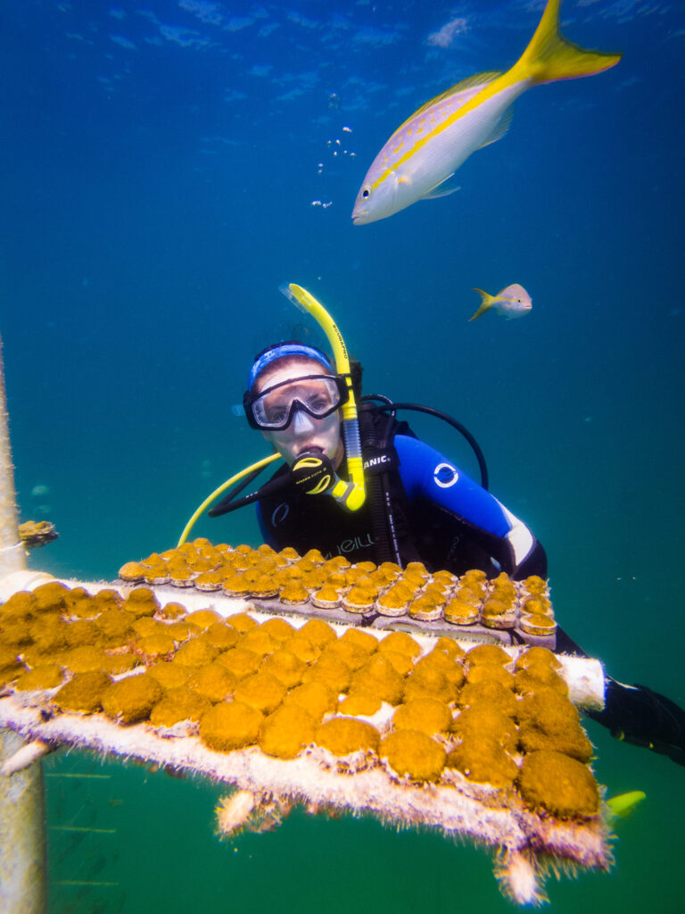 A woman dives with boulder corals being grown for coral restoration.