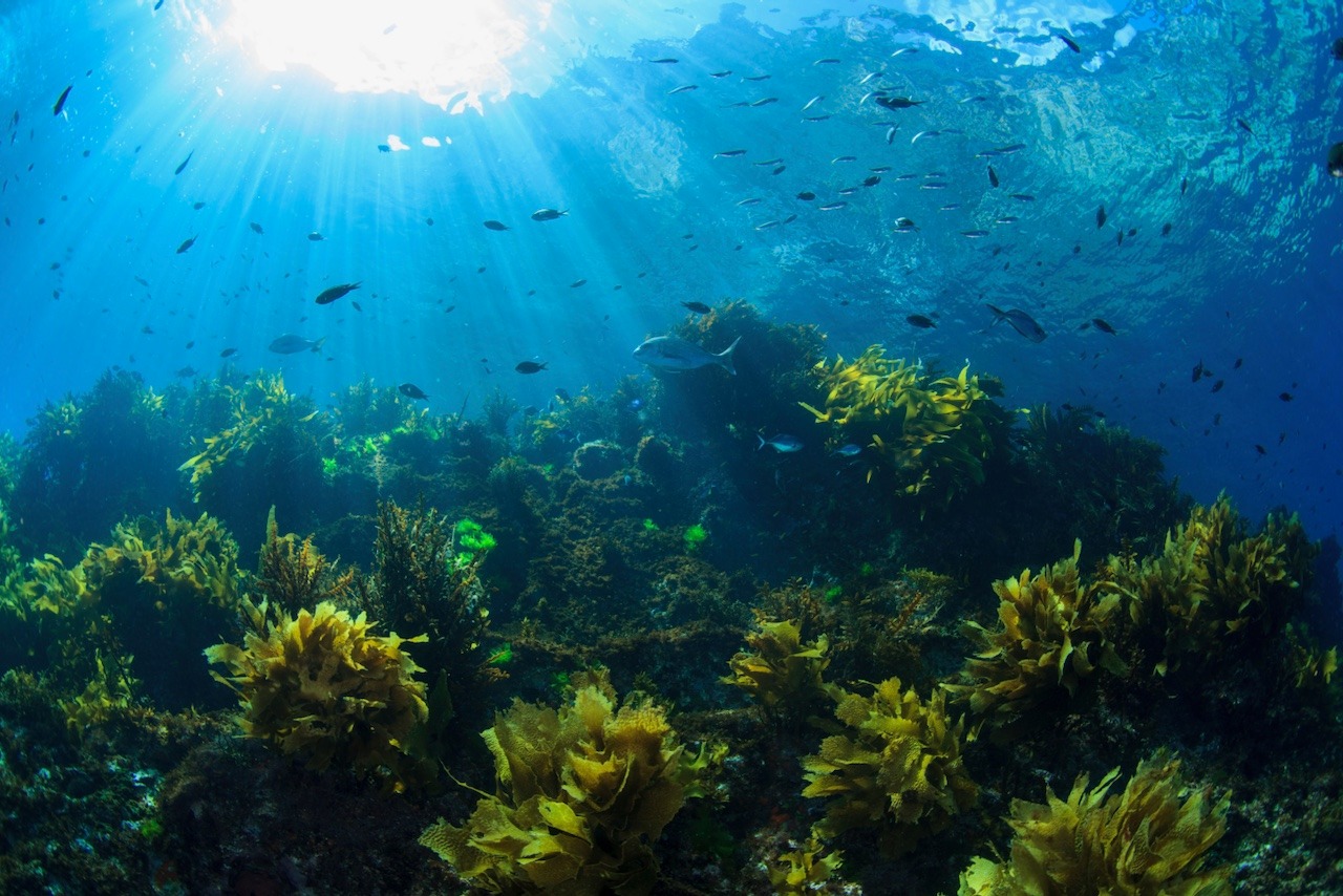 sunlight shining onto a fish filled reef in poor knights marine reserve