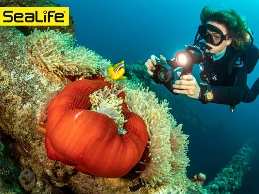 a woman photographs an anemone and anemone fish while scuba diving. She's using a SeaLife case.