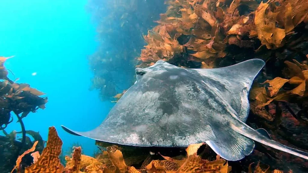 ray swimming over a reef in the bay islands, honduras in october