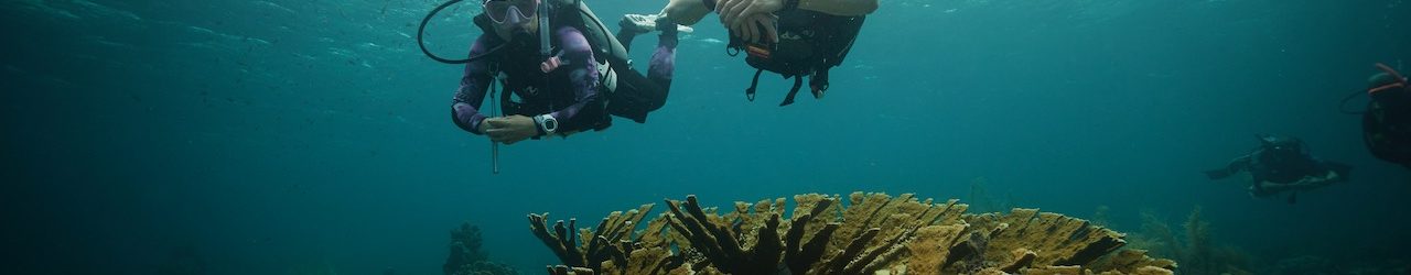 two divers swimming underwater over a reef