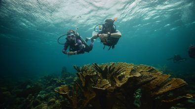 two divers swimming underwater over a reef