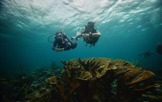 two divers swimming underwater over a reef