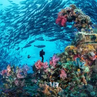 Coral reef with colorful corals, schools of fish and a diver on the background
