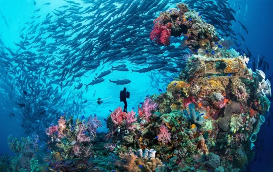 Coral reef with colorful corals, schools of fish and a diver on the background