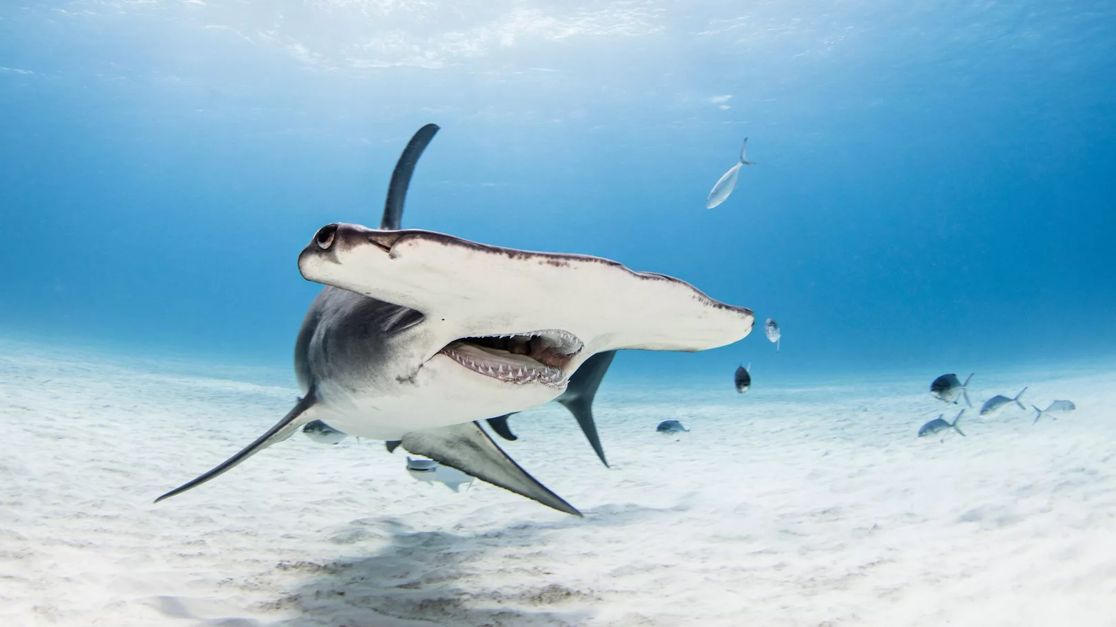 A hammerhead shark swimming over the sandy seabed in Bimini, Bahamas, one of the best places to dive with hammerhead sharks