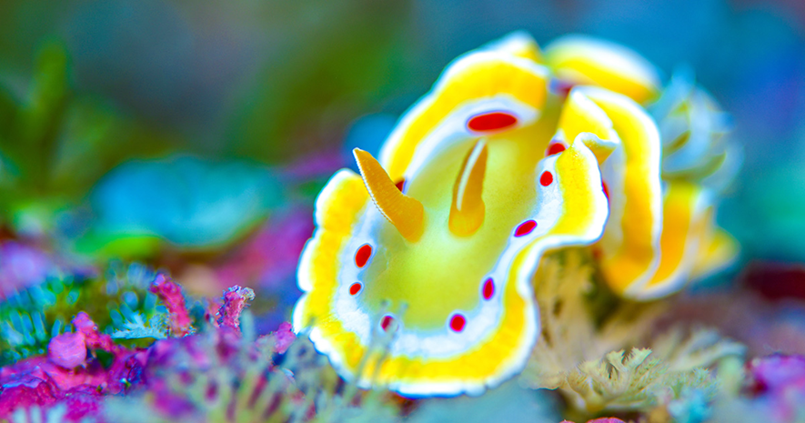 a yellow nudibranch on purple coral