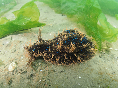 a sea hare in japan