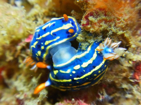 Two Sea Slugs Mating