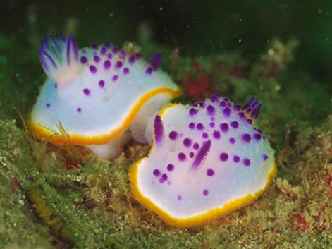 Two Sea Slugs Mating
