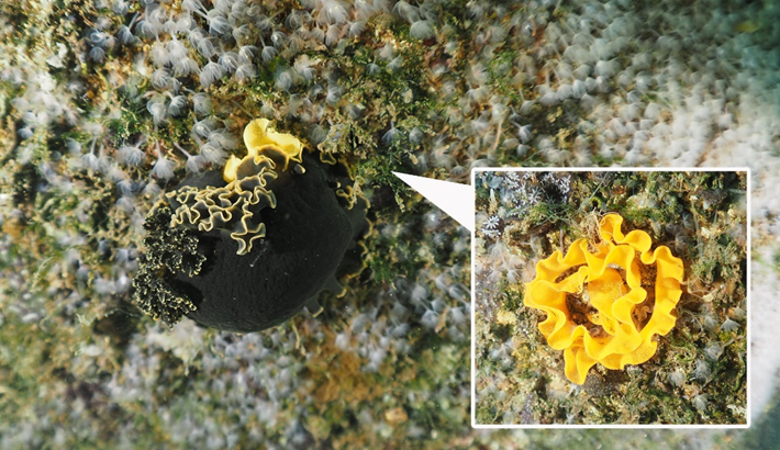 a sea slug lays yellow eggs on a rocky surface