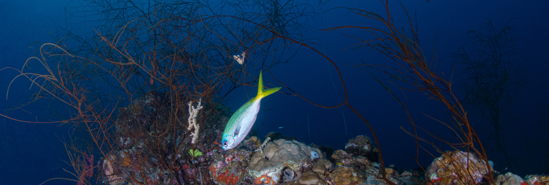 What You Need to Know About the PADI Wreck Diver Specialty Course
