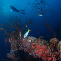 A diver explores a shipwreck with a torch