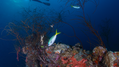 A diver explores a shipwreck with a torch