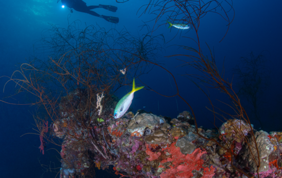 A diver explores a shipwreck with a torch