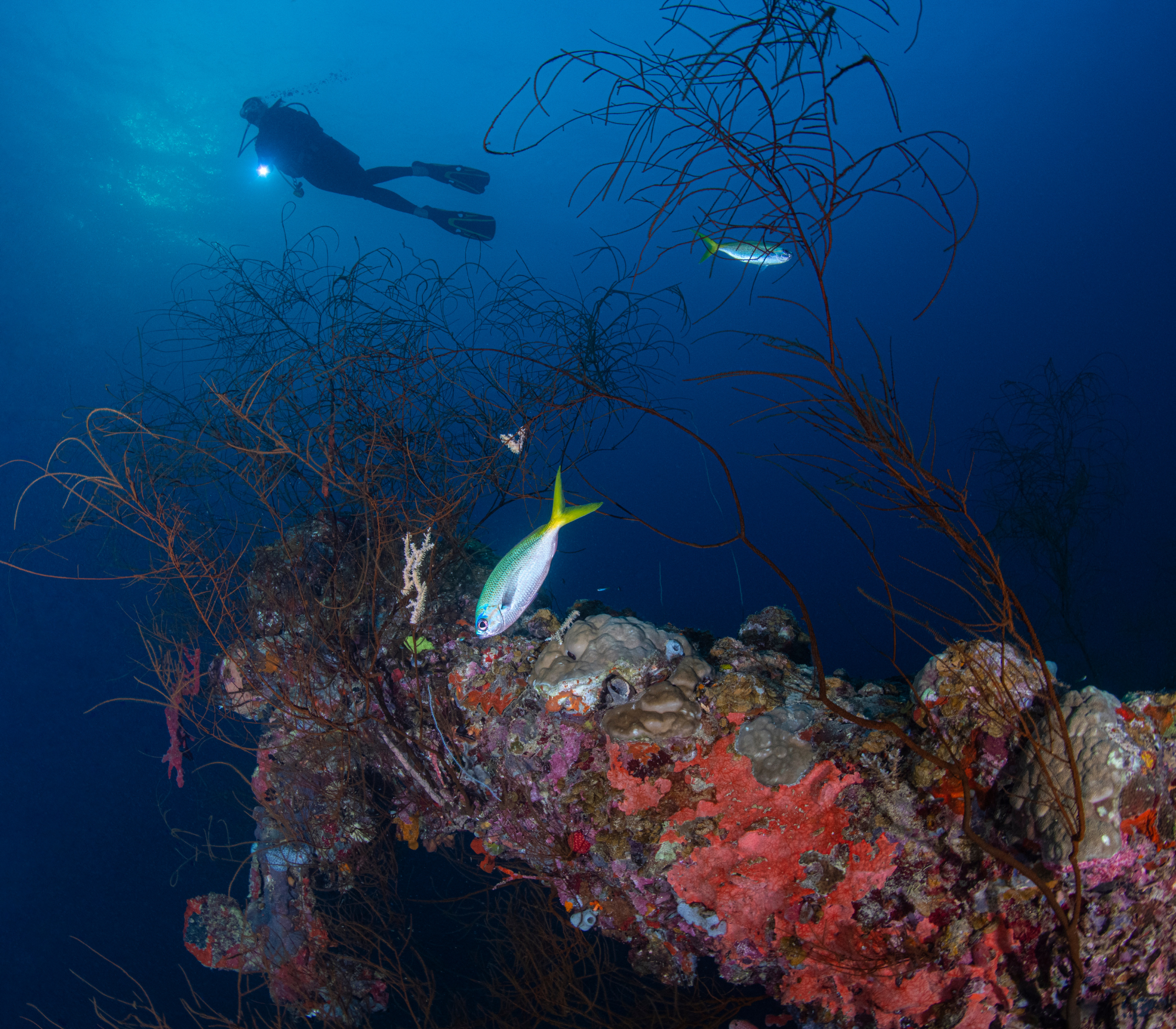 Coron Diving Mamiya Maru