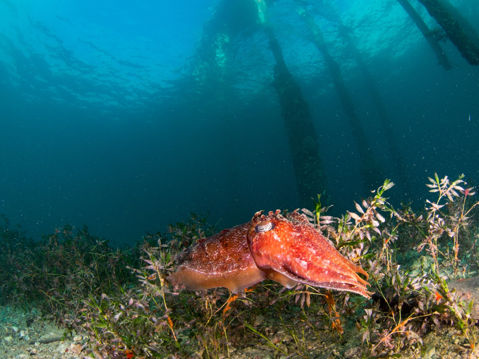 rapid bay pier cuttlefish australia