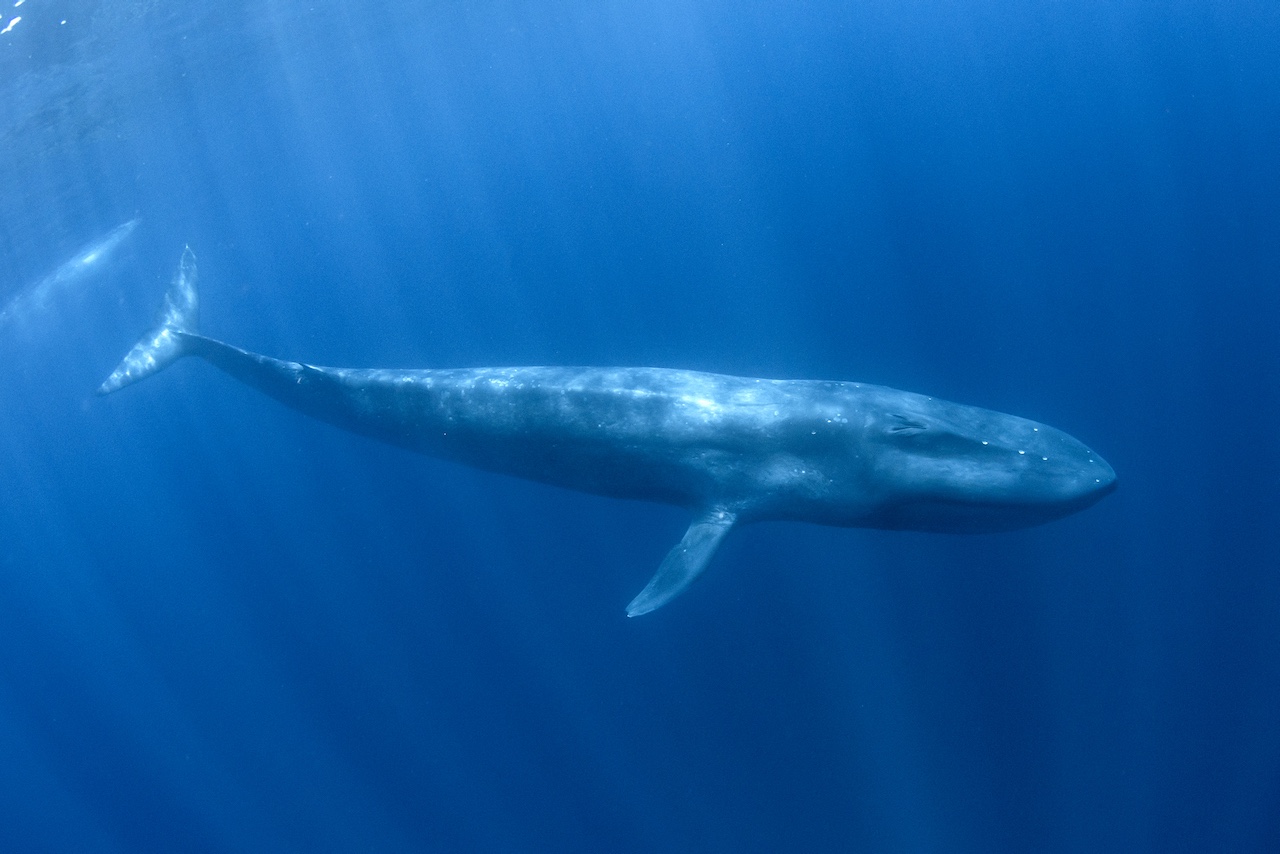 Pygmy Blue Whale underwater, migrating from Timor Leste towards Australia