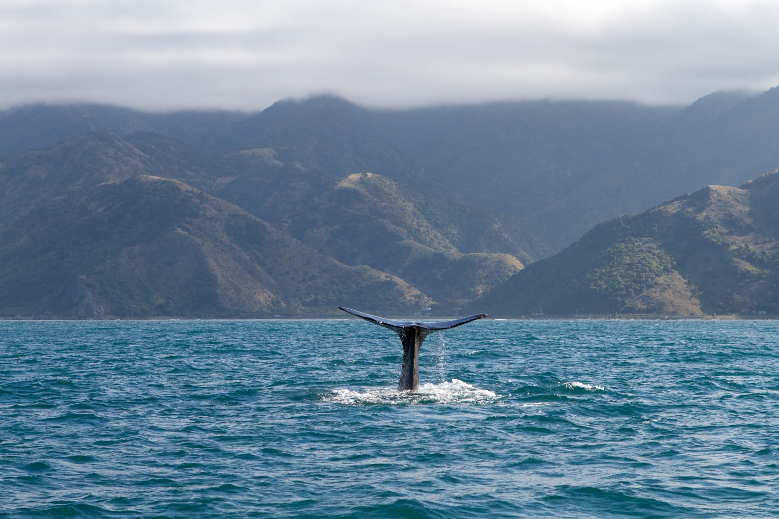 sperm whale tail out of the water in kaikoura new zealand