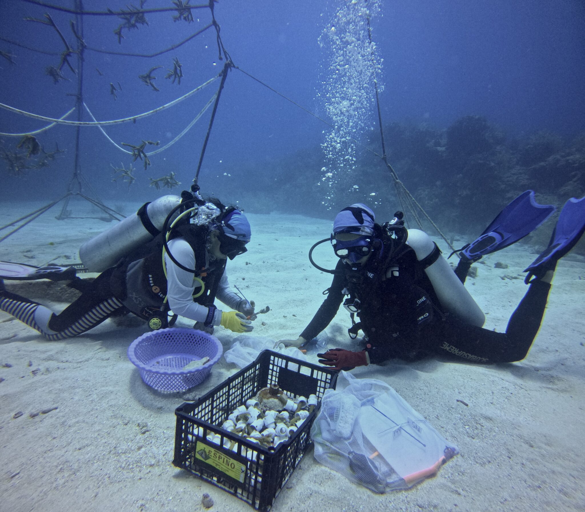 twee duikers doen onderzoek onder water in Mexico