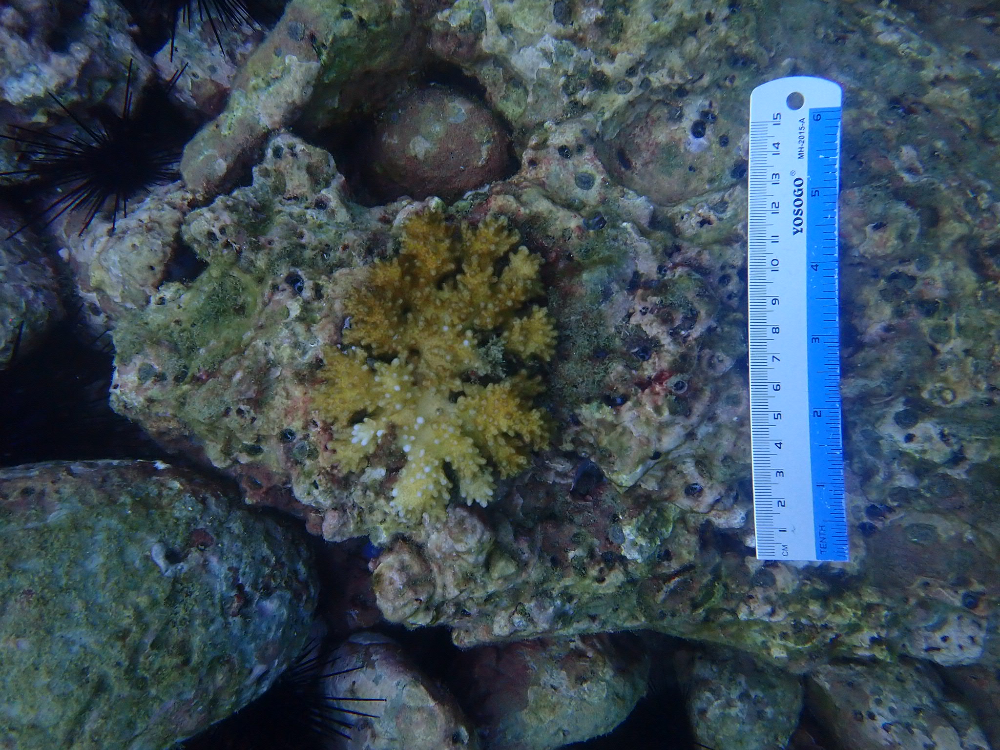 Um coral monitorado quanto ao branqueamento