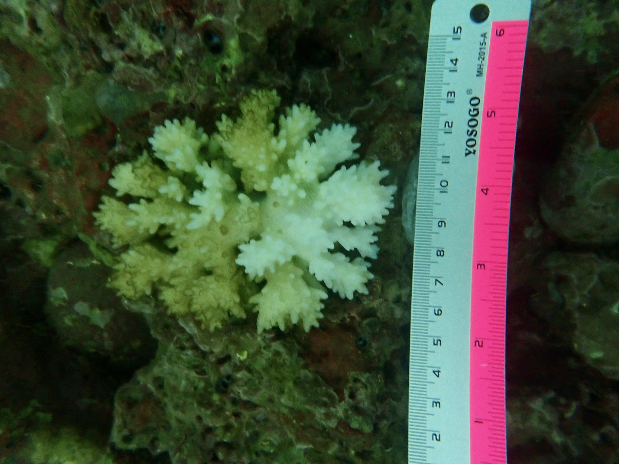 A coral monitored for bleaching