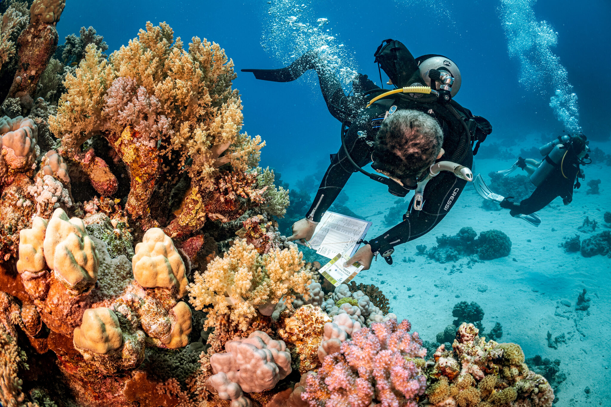 a scuba diver participates in coral monitoring