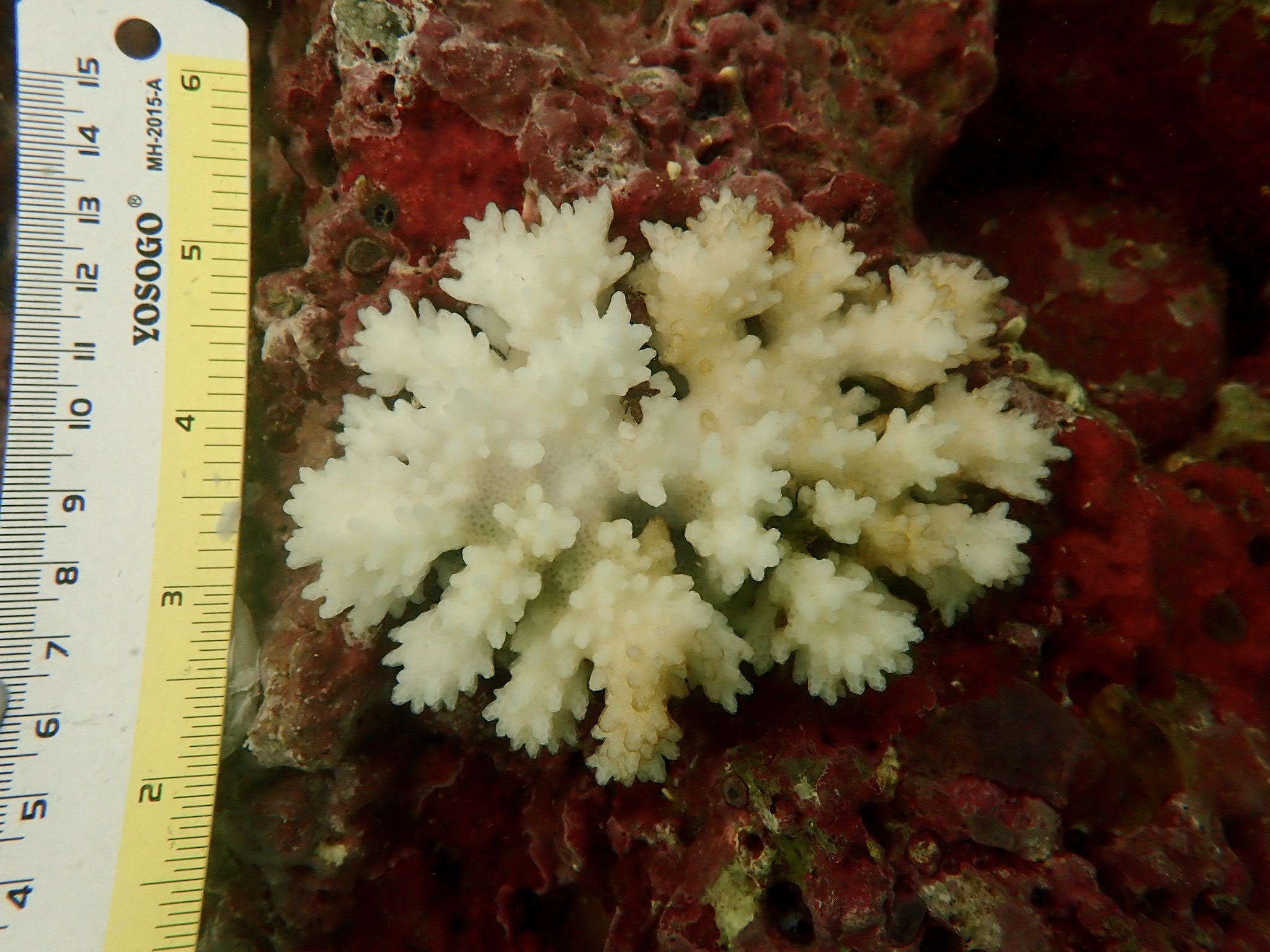 A coral monitored for bleaching