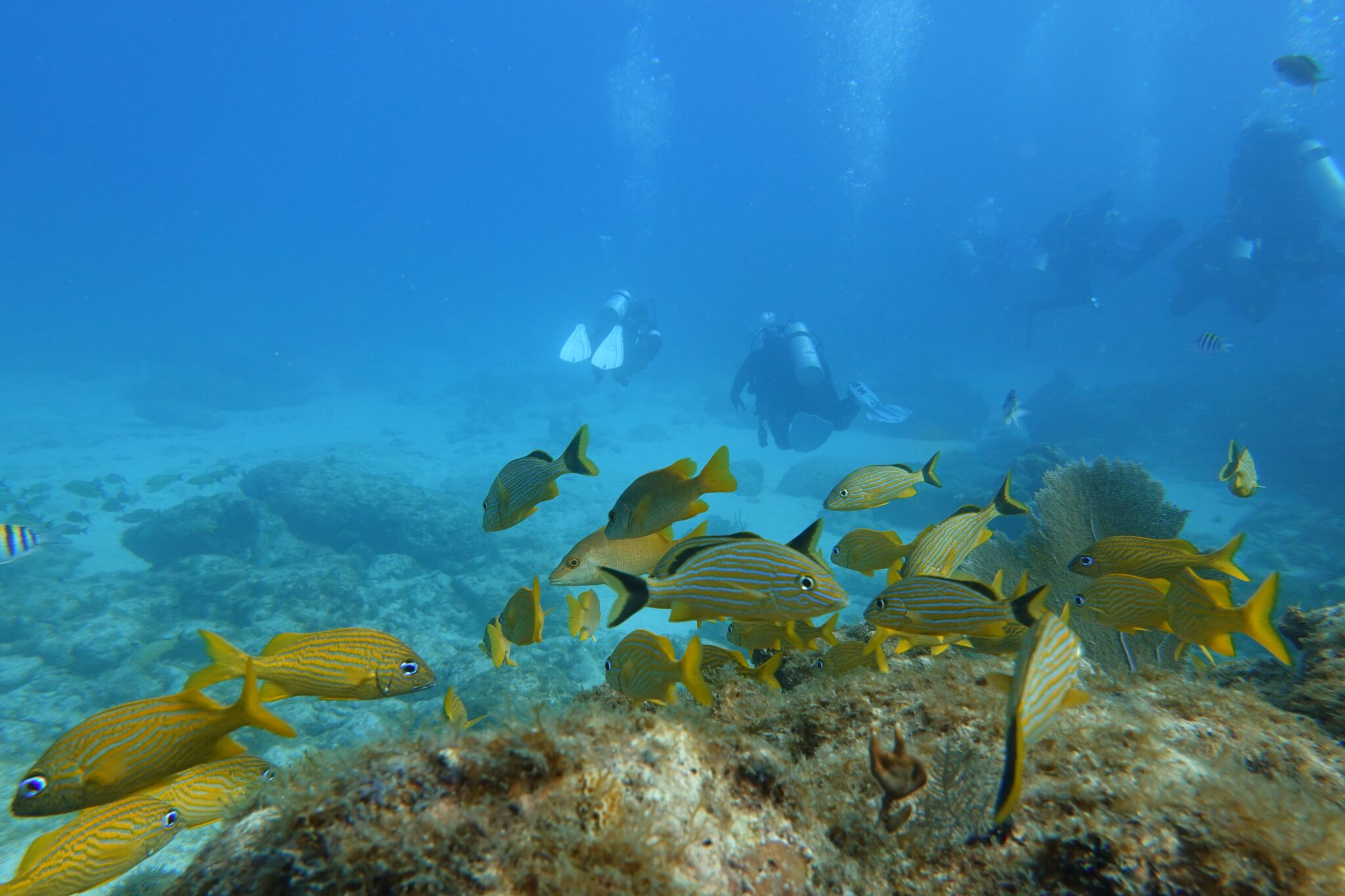 Easy diving in Florida Keys