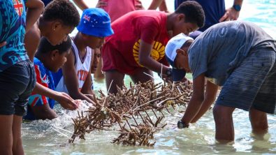 people clean coral before planting it underwater