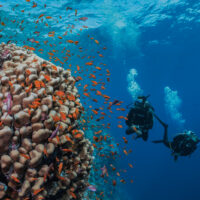 two divers swimming next to a reef
