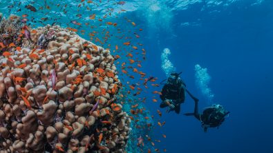 two divers swimming next to a reef
