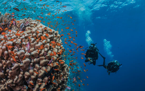 two divers swimming next to a reef