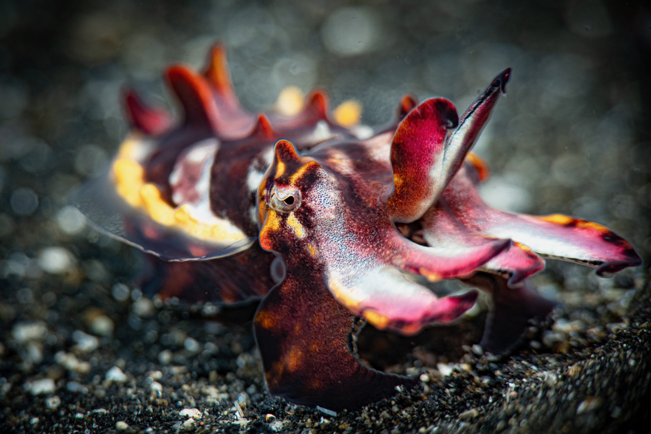 A flamboyant cuttlefish in Lembeh Indonesia