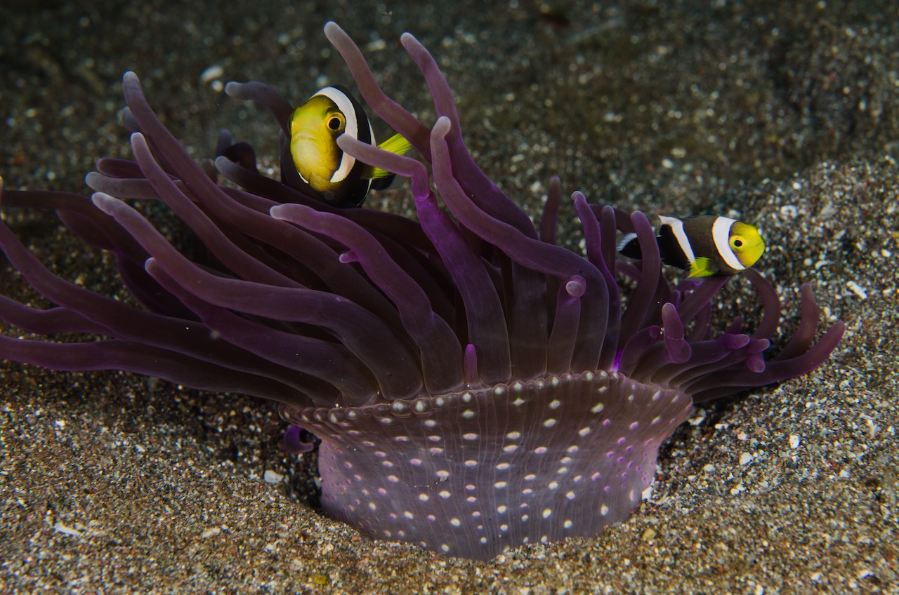 A saddleback anemone in Lembeh Indonesia