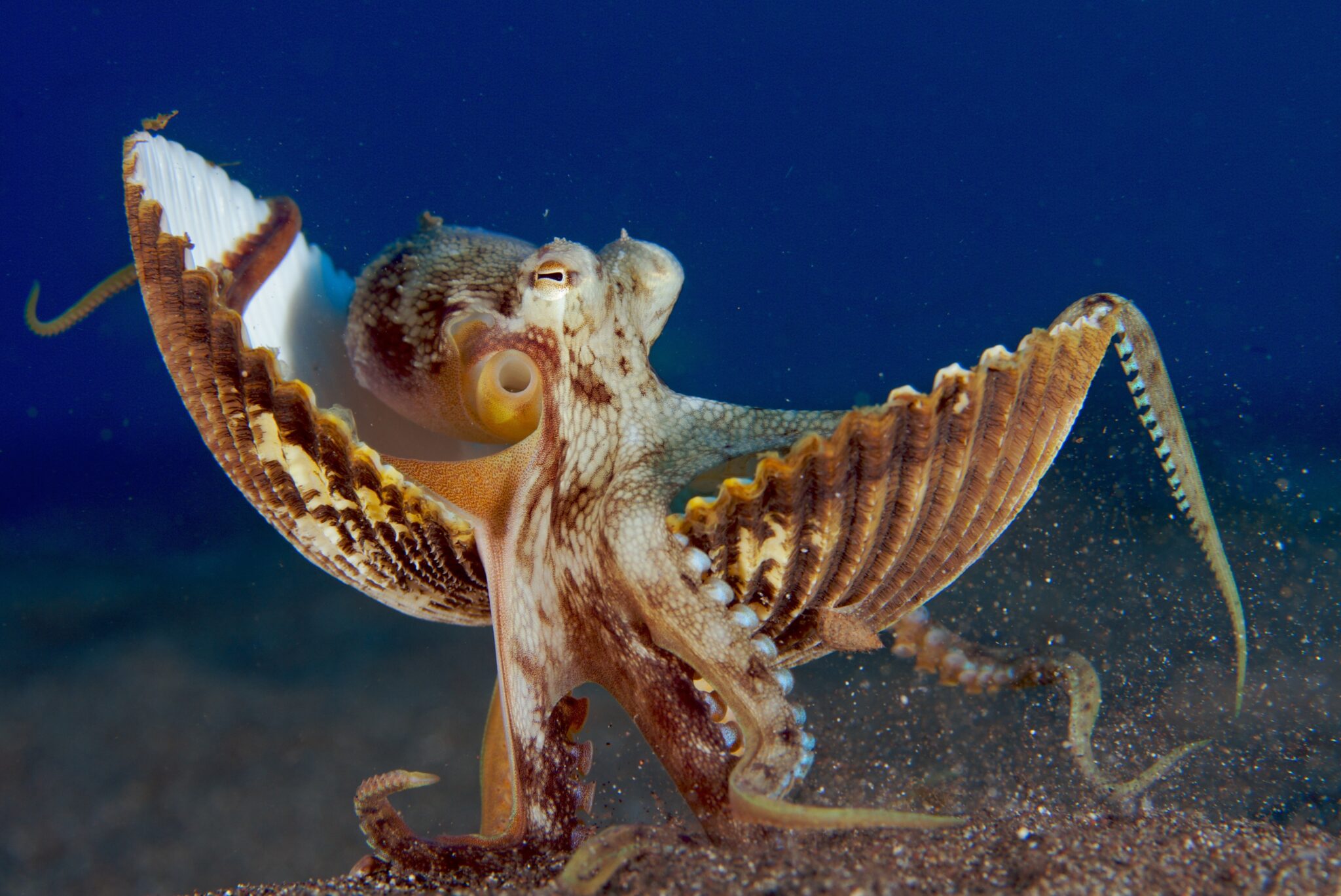 A coconut octopus walking along the seafloor with a shell in Lembeh Indonesia