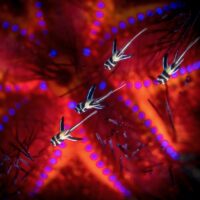 Banggai cardinalfish juveniles on fire urchin in Indonesia/Lembeh