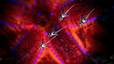 Banggai cardinalfish juveniles on fire urchin in Indonesia/Lembeh
